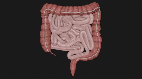 3d Model Large Intestine Small Intestine Vr Ar Low Poly Cgtrader