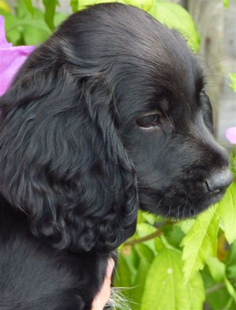 1,467 likes · 10 talking about this. Stunning Working Cocker Spaniel Puppies | Bromsgrove ...