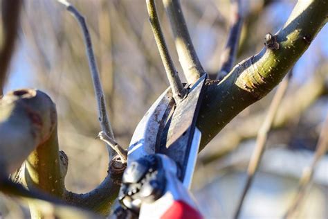 Pruning Apple Trees In 3 Easy Steps