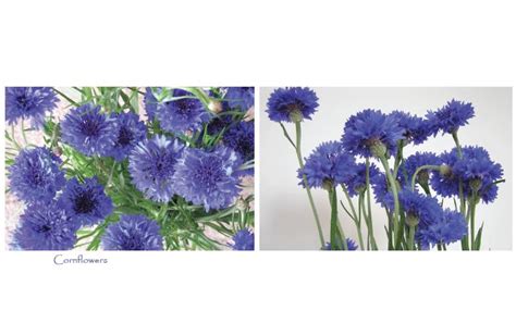 Cornflower Cards With Two Images 5 Per Pack Motor Neurone Disease Nsw