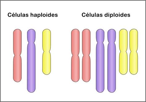 Más Allá De La Biología Célula Haploide Y Diploide