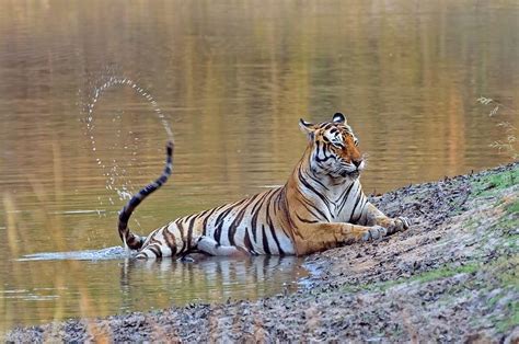 All About Tiger Safaris In India Breathedreamgo