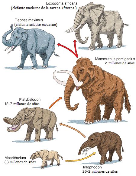 La Evolución De Los Elefantes El Elefante Evolución Y Elefantes