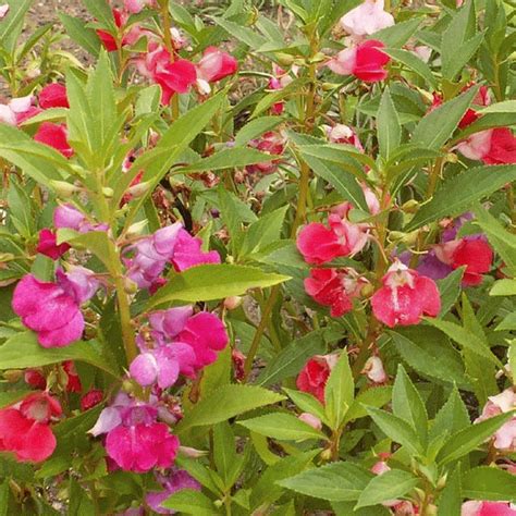 Impatiens Balsamina Balsam Camilia Flowered Mix Wildflower Seeds