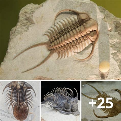 The Oldest Living Organisms Are Trilobites Which First Appeared