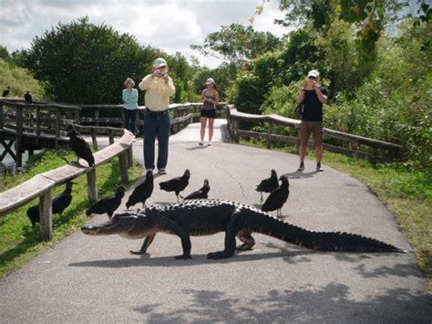 Miami Florida Tour Everglades National Park And Alligator Farm