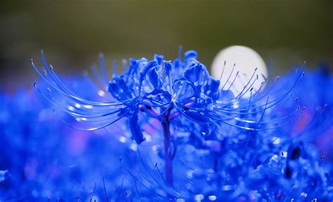 Tìm hiểu nhiều hơn 93 hình nền hoa bỉ ngạn xanh siêu hot Starkid