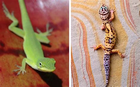 Green Anole Vs Leopard Gecko What Is The Difference Reptile Jam