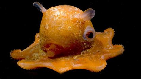 Grimpoteuthis Dumbo Octopus Grimpoteuthis Are Commonly Nicknamed As