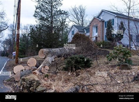 After Winter Weather Damage Fallen Tree In Front Yard Has Been Cut