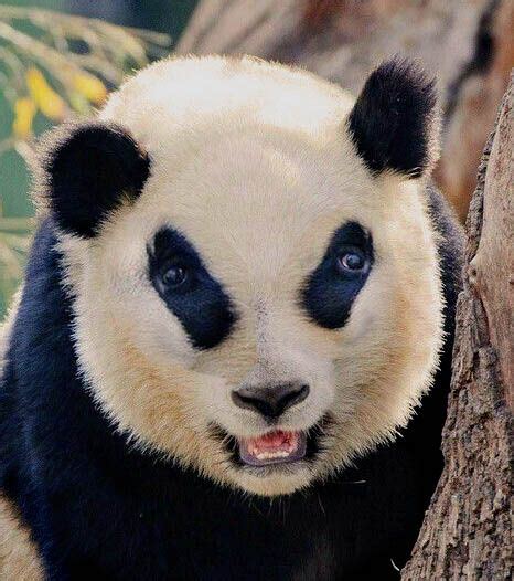 Creepy Panda