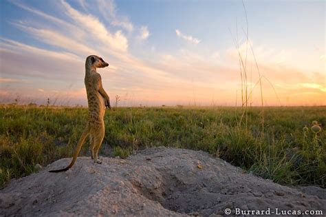 Africa Kalahari Meerkat A Meerkat Scans The Horizon For Danger