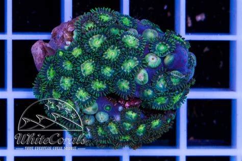 Zoanthus Midori In Coral Id The Whitecorals Coral Encyclopedia Coral