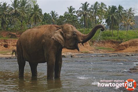 Elephant - description, habitat, lifestyle