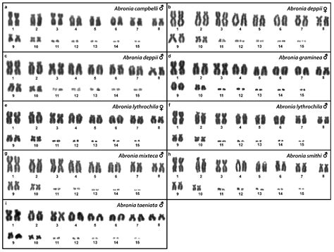 Cells Free Full Text Cytogenetic Evidence For Sex Chromosomes And Karyotype Evolution In
