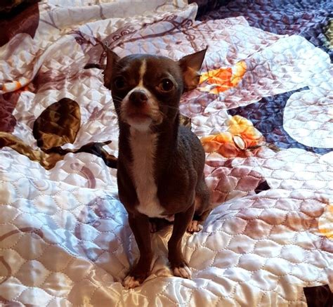 Kc Reg Chihuahua For Sale In Nuneaton Warwickshire Gumtree