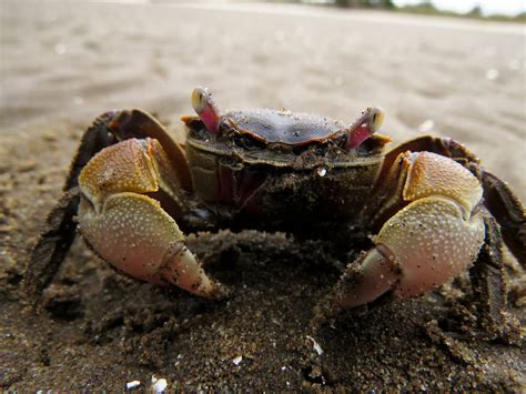 Seeing Through The Eyes Of A Crab—new Research Provides Insight Into