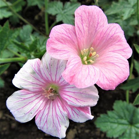Geranium Perennial Wargrave Pink Easy To Grow Bulbs