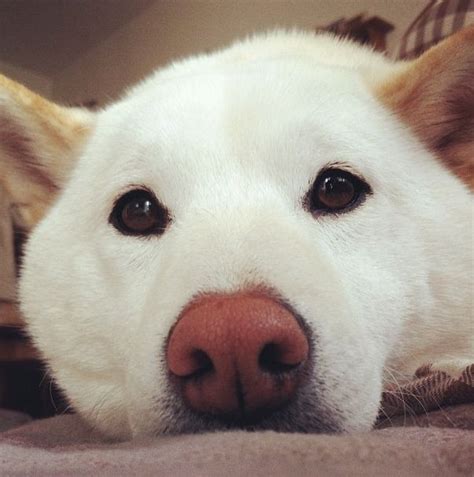 27 Reasons Shibas Are The Best Dogs Ever Artofit