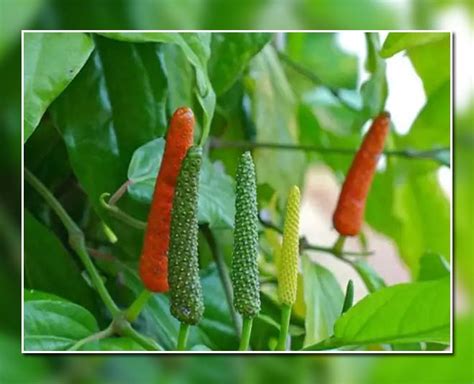 Benefits Of Long Pepper In Hindi Benefits Of Long Pepper Herzindagi