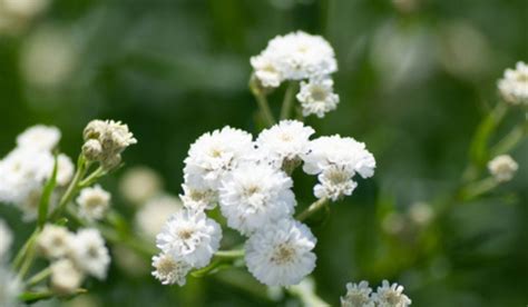 Gypsophila Elegans Facts Benefits Grow And Care Tips