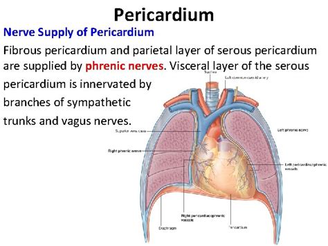 Pericardium Heart Thorax Unit Lecture 5 6 Pericardium