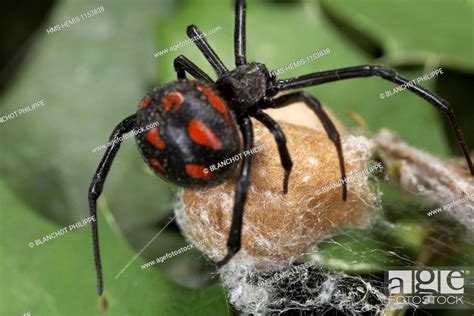 Italy Araneae Theridiidae Mediterranean Black Widow Or Steppe Spider