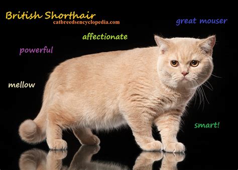 The British Shorthair Cat Cat Breeds Encyclopedia