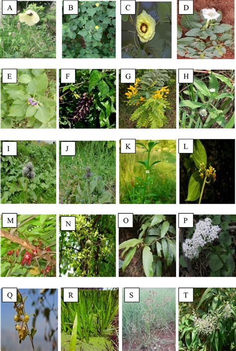 Pictorial Representation Of The Selective Indian Medicinal Plants With