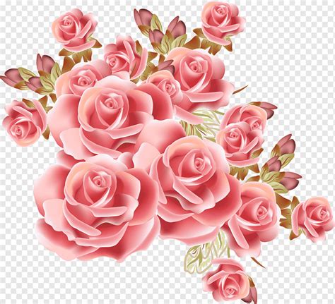 Pink Rose Illustration Rose Flower Drawing Graphy Dream Pink Rose