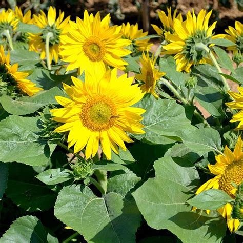 Buy Sunflower Suntastic F1 Organic Gardening Catalogue