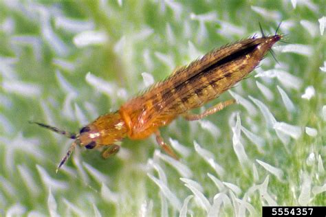 Western Flower Thrips Frankliniella Occidentalis