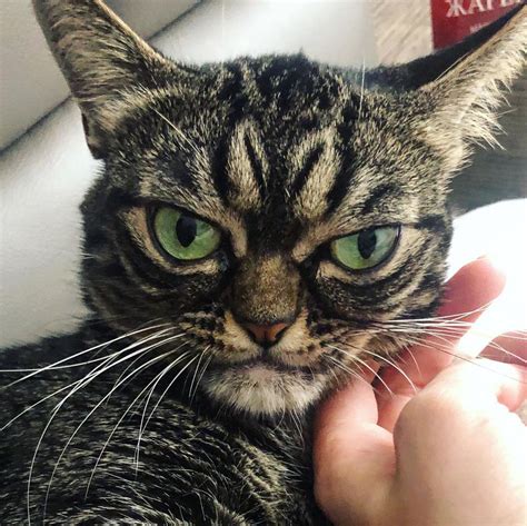 Forget Grumpy The Newest Viral Cat Is Just Plain Pissed Off