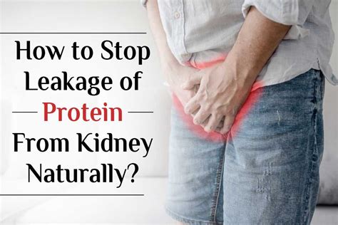 How To Stop Leakage Of Protein From Kidney Naturally Kidney