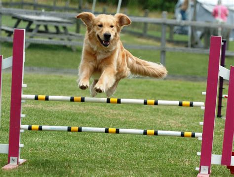 2015 Westminster Dog Show And Masters Agility Championship Royal Canine