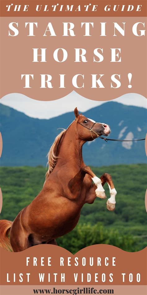 Tricks To Teach Your Horse Beginners Guide Horse Girl Life Horses