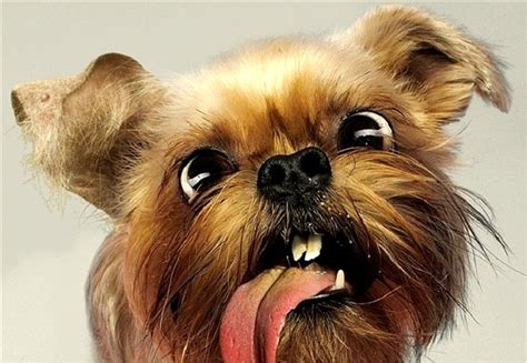 24 Dogs Making The Most Hilarious Faces