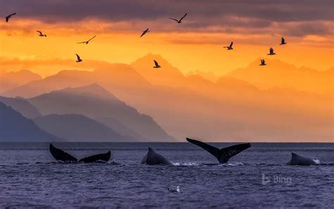 Usa Alaska Whale 2018 Bing Wallpaper Preview