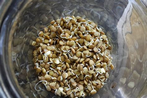 Sprouting seeds - Thrive