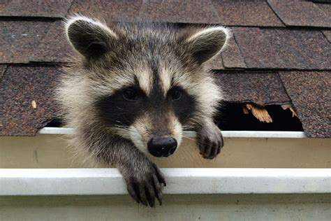 Channel Homepage Raccoon Cute Raccoon Animals