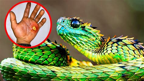 Rarest Snake Species Around The World Youtube
