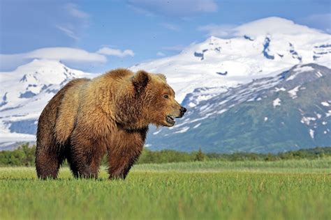 El Oso Grizzly El Rey De Los Bosques De Alaska Passport Travel Magazine