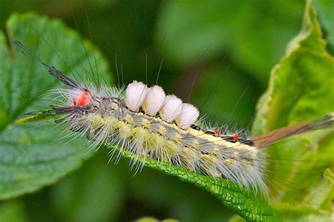 Life On Distant Hill Tussock Moth Caterpillars Distant Hill Gardens