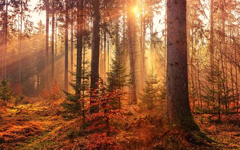 1680x1050 Autumn Sunbeams Forest Light Rays 5k Wallpaper1680x1050