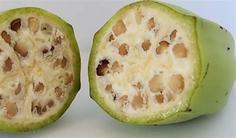 Fruits And Vegetables Looked Very Different Before Humans Domesticated