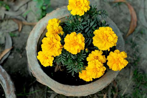 18 Varieties Of Yellow Flowering Plants