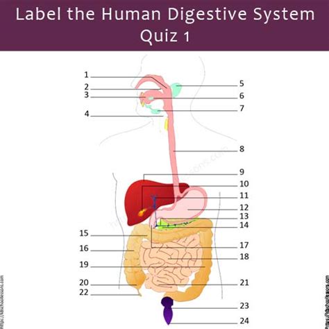 Label Human Digestive System Quiz 1 Digestive System Worksheets