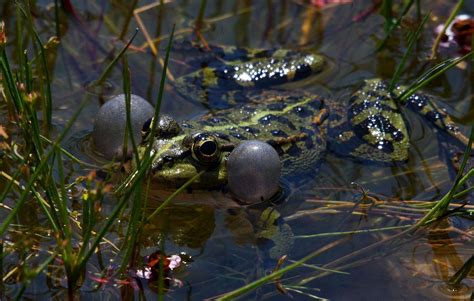 Free Picture Nature Water Swamp Frog Wildlife Amphibian Animal