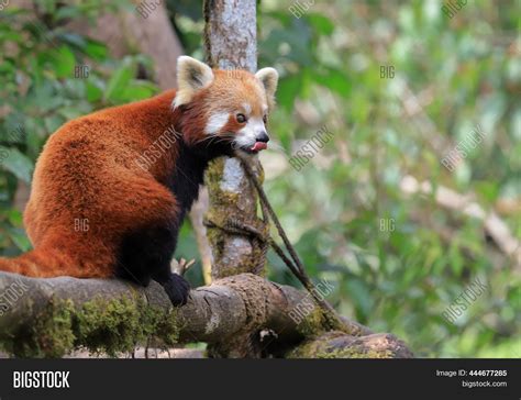 Red Panda On Tree Image And Photo Free Trial Bigstock