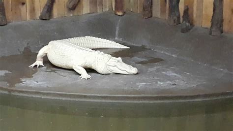 Albino Alligator New Orleans Trip Youtube